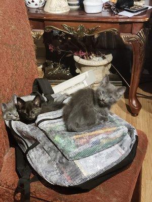 Photo of Mrcatman C.