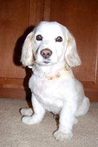 photo of Sparticus S.