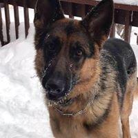 Photo of Dog L.