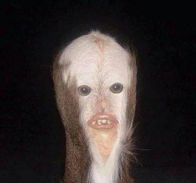 photo of Creepy Cow D.