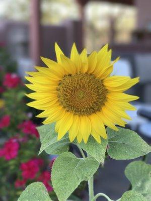 photo of Wanderlust I.