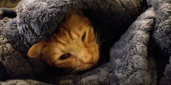 photo of Colaroyal ..