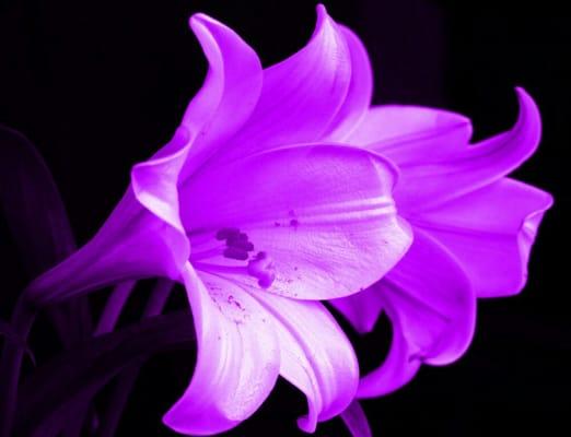Photo of Lani T.