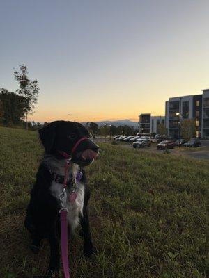 Photo of Maple L.