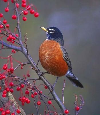 Photo of Robin T.