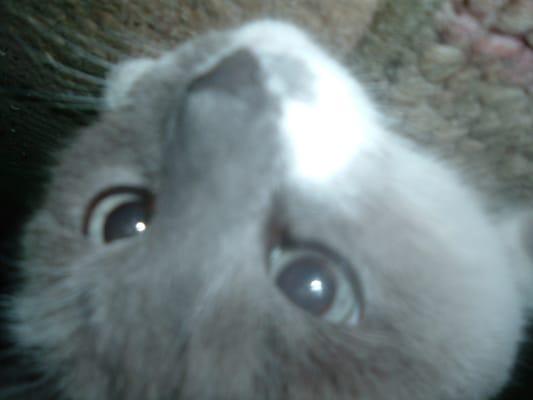 Photo of Laine D.