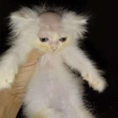 photo of Alejandro A.