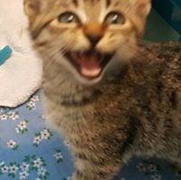 photo of Jantique F.