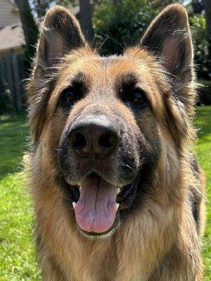 photo of Anchovies A.