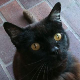 Photo of Nico D.