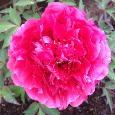 Photo of Thelonious C.