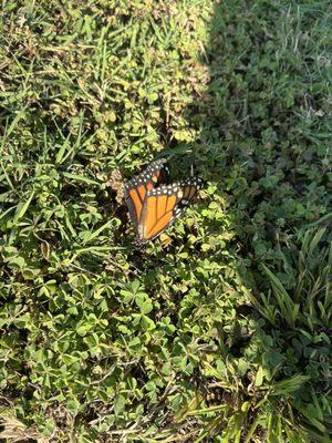 photo of Isabella G.