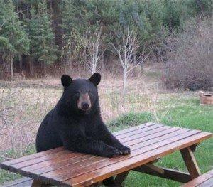 Photo of Wandering B.