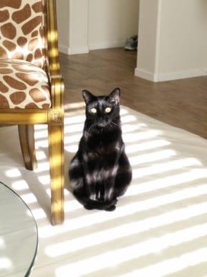 photo of One Hungry C.