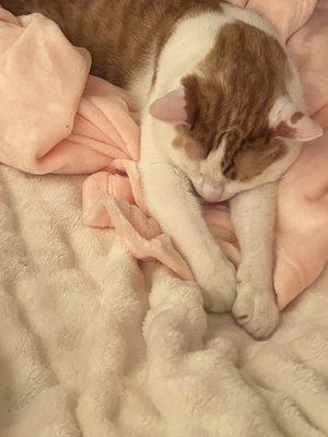 photo of Angelica L.