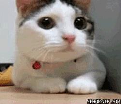 Photo of Meow K.