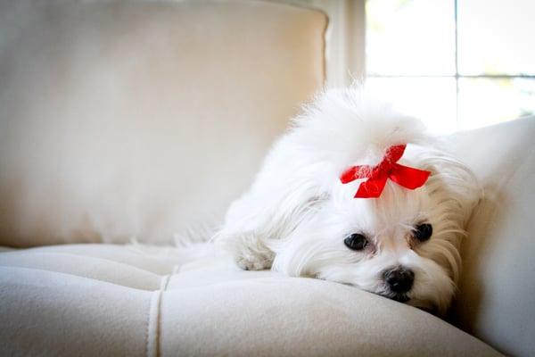 Photo of Elle A.