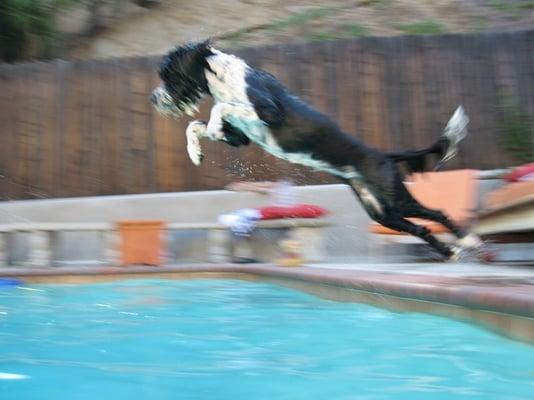 photo of Waterdog B.