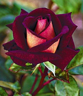 Photo of Rose S.