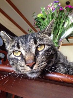 photo of Ilovekitties 2.