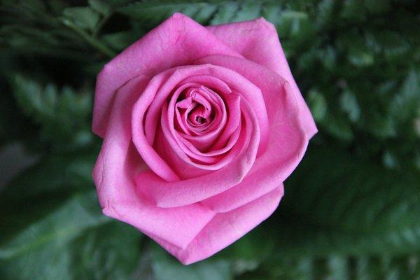 photo of Average Bear M.