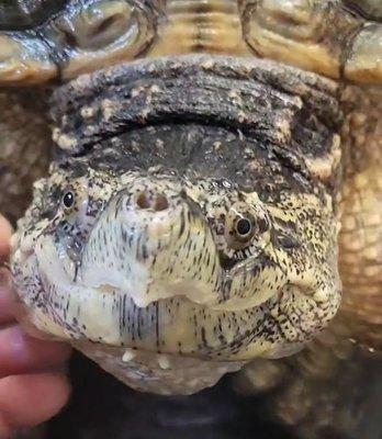 photo of Thamnophis14 G.