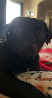 photo of CocoWill T.