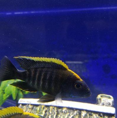 Photo of Emmanuel V.