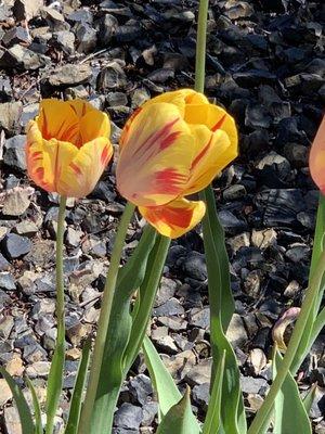 photo of Deshawnna B.