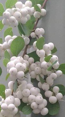 Photo of Christina T.