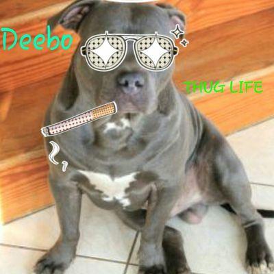 Photo of Deebo M.