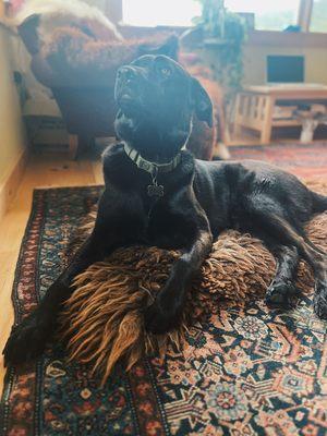 photo of Walter Dog G.