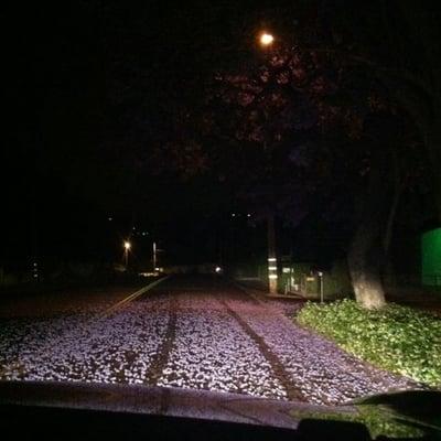 photo of Angelica H.