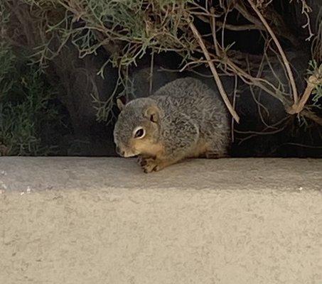 photo of Amy Cibes C.