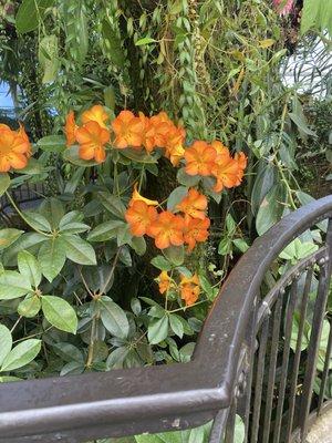 Photo of Patricia P.