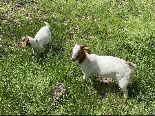 Photo of AshleyandColt S.