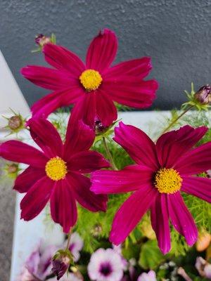 photo of Jacqueline R.