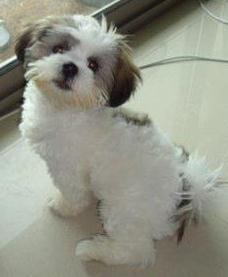 Photo of Angel F.