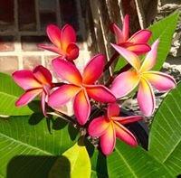 Photo of Virginia H.