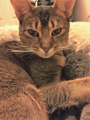 Photo of Meow M.