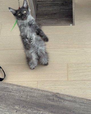 photo of Gabriel Lemmie