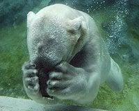 Photo of Arctic C.