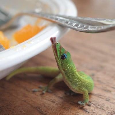 photo of Thunersee V.