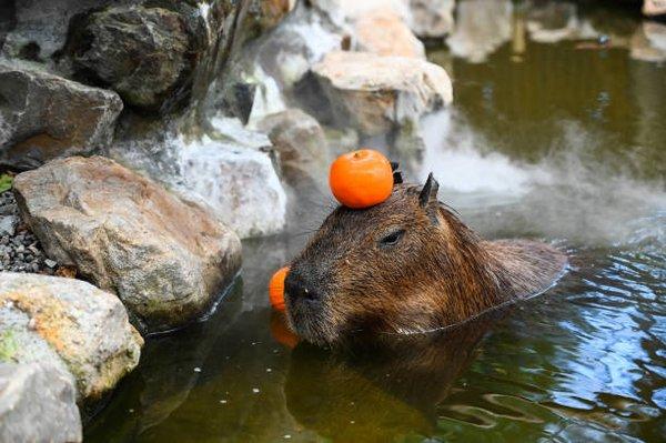 Photo of Anonymous Capybara L.