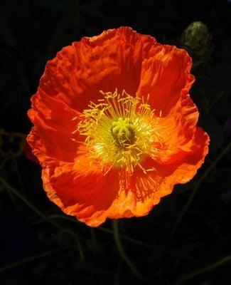 photo of Michelle D.