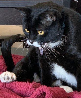 Photo of Kitty C.