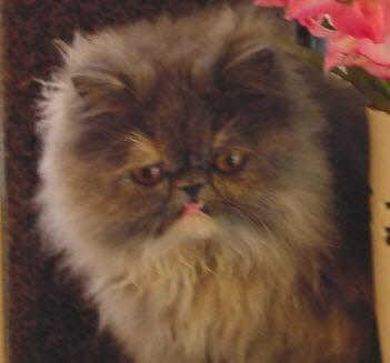 Photo of Wisty O.
