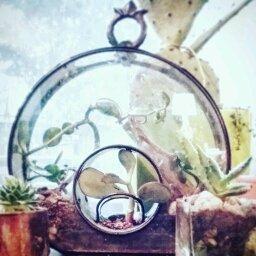 Photo of Sharp And Succulent Designs I.