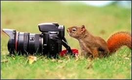 photo of Squirrel G.