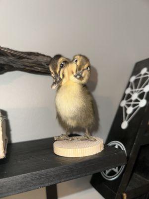 Photo of Miss P.